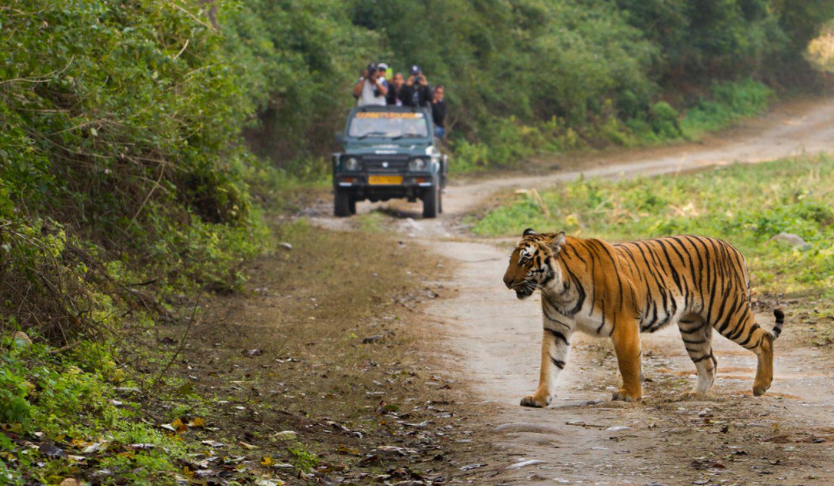 Jungle safari Uttarakhand